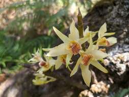 Imagem de Dendrobium heterocarpum Wall. ex Lindl.