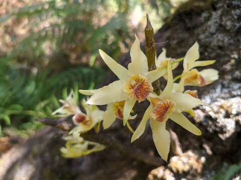 صورة Dendrobium heterocarpum Wall. ex Lindl.