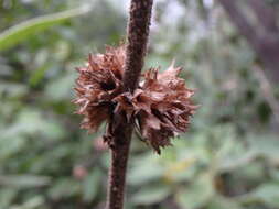 Image of Sideritis canariensis L.