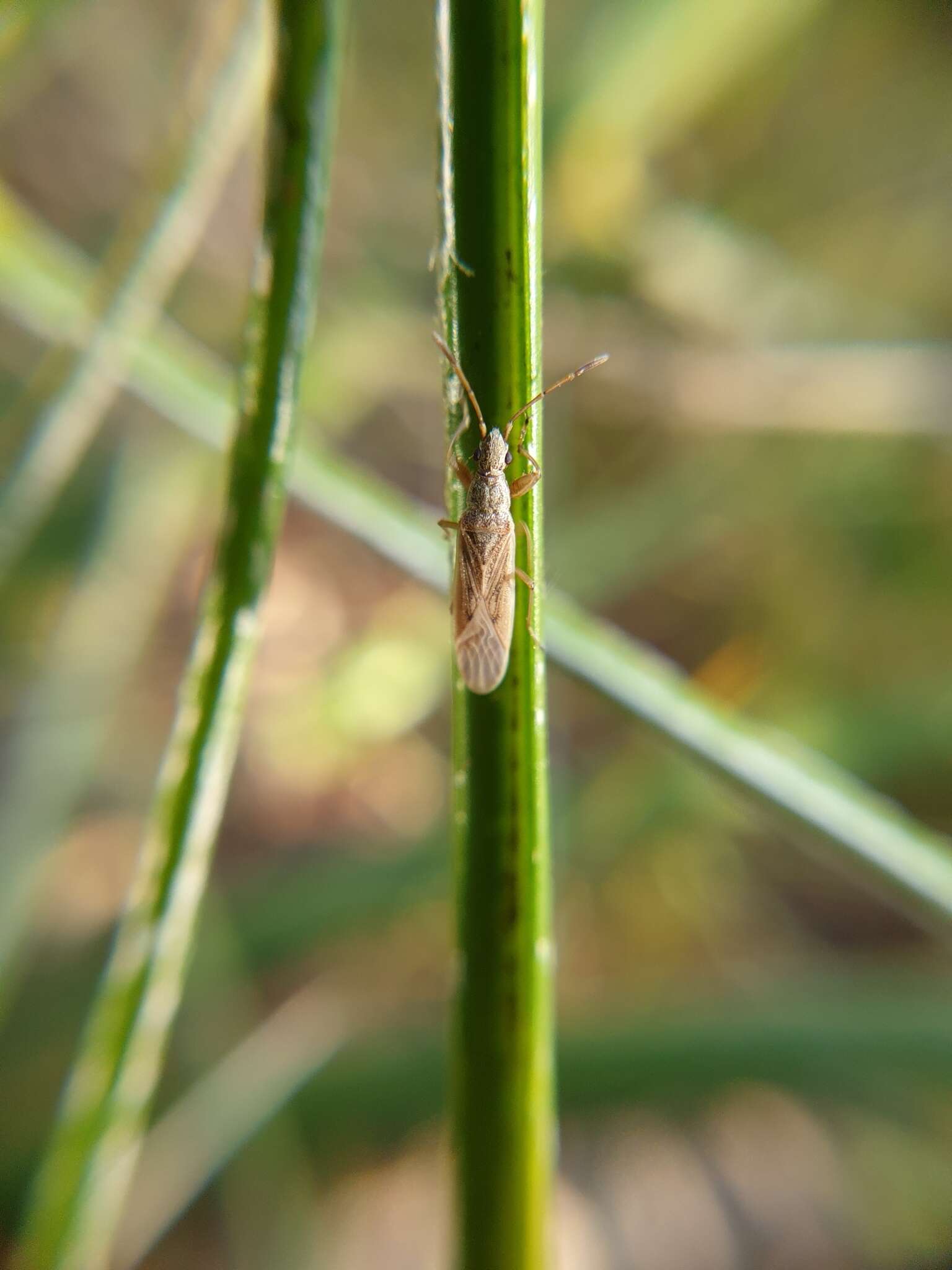 Sivun Paromius paraclypeatus Scudder & G. G. E. 1969 kuva