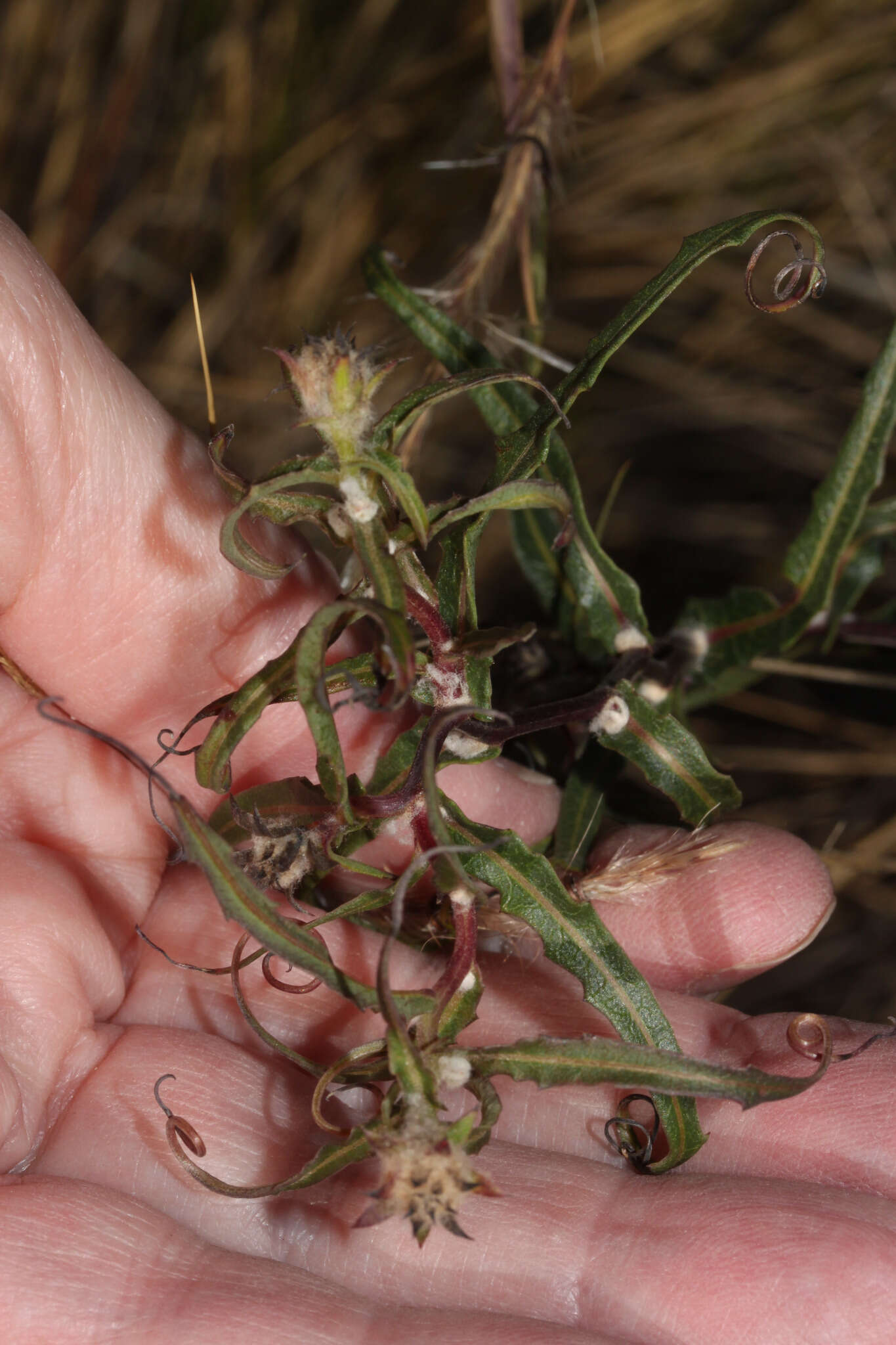 Image of Mutisia lanigera Wedd.