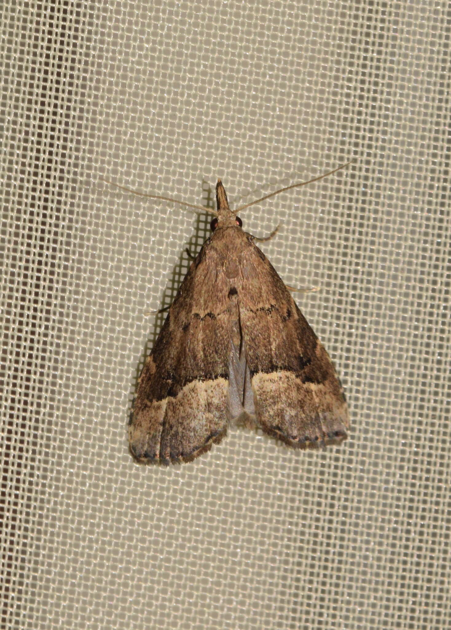 Image of White-line snout moth