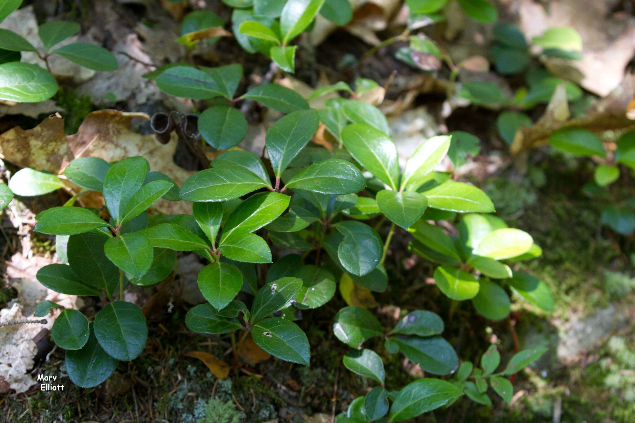 Image of eastern teaberry