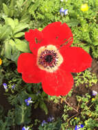 Imagem de Anemone coronaria L.