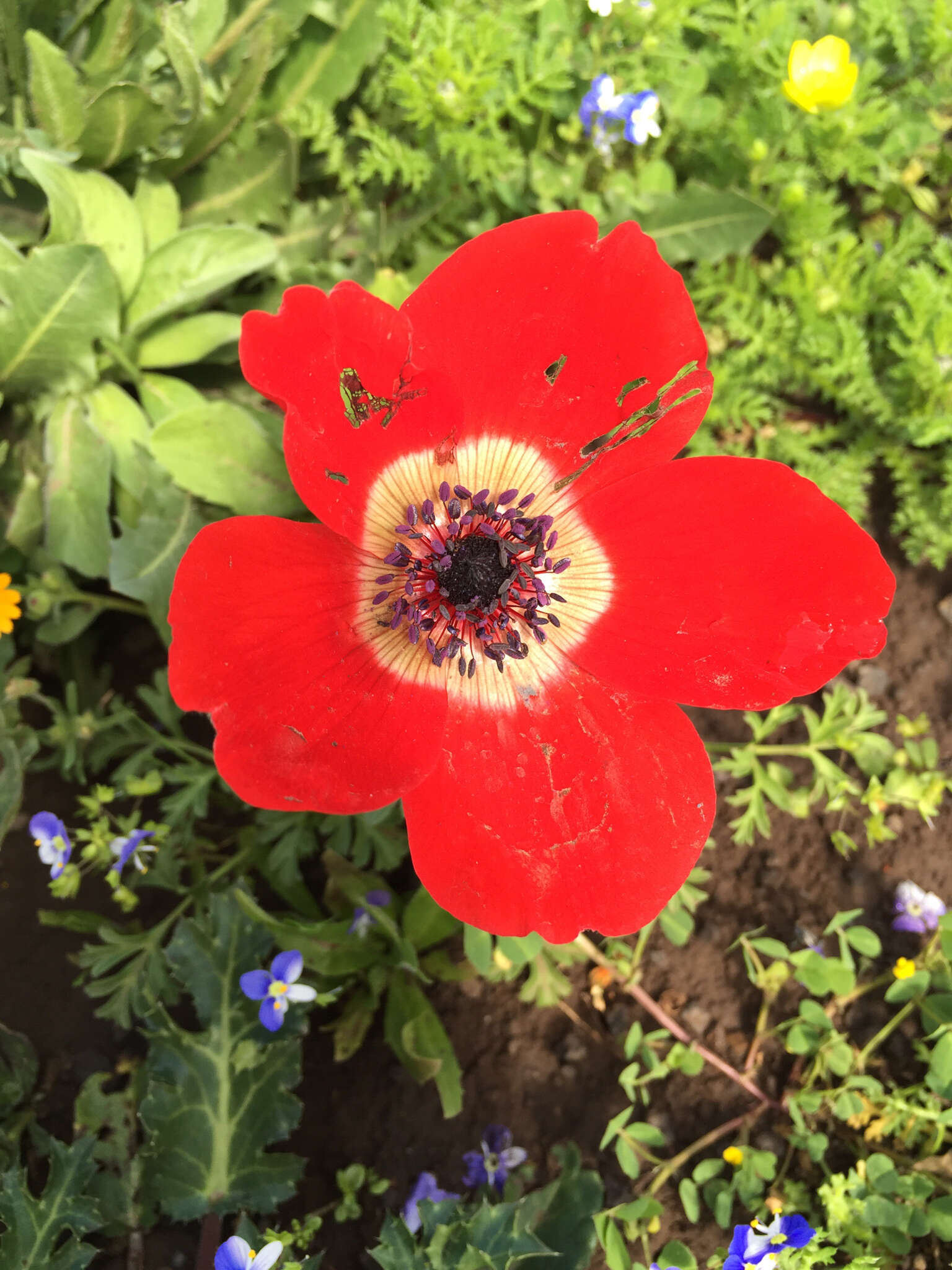 Imagem de Anemone coronaria L.