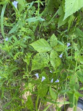 Image of Ozark calamint