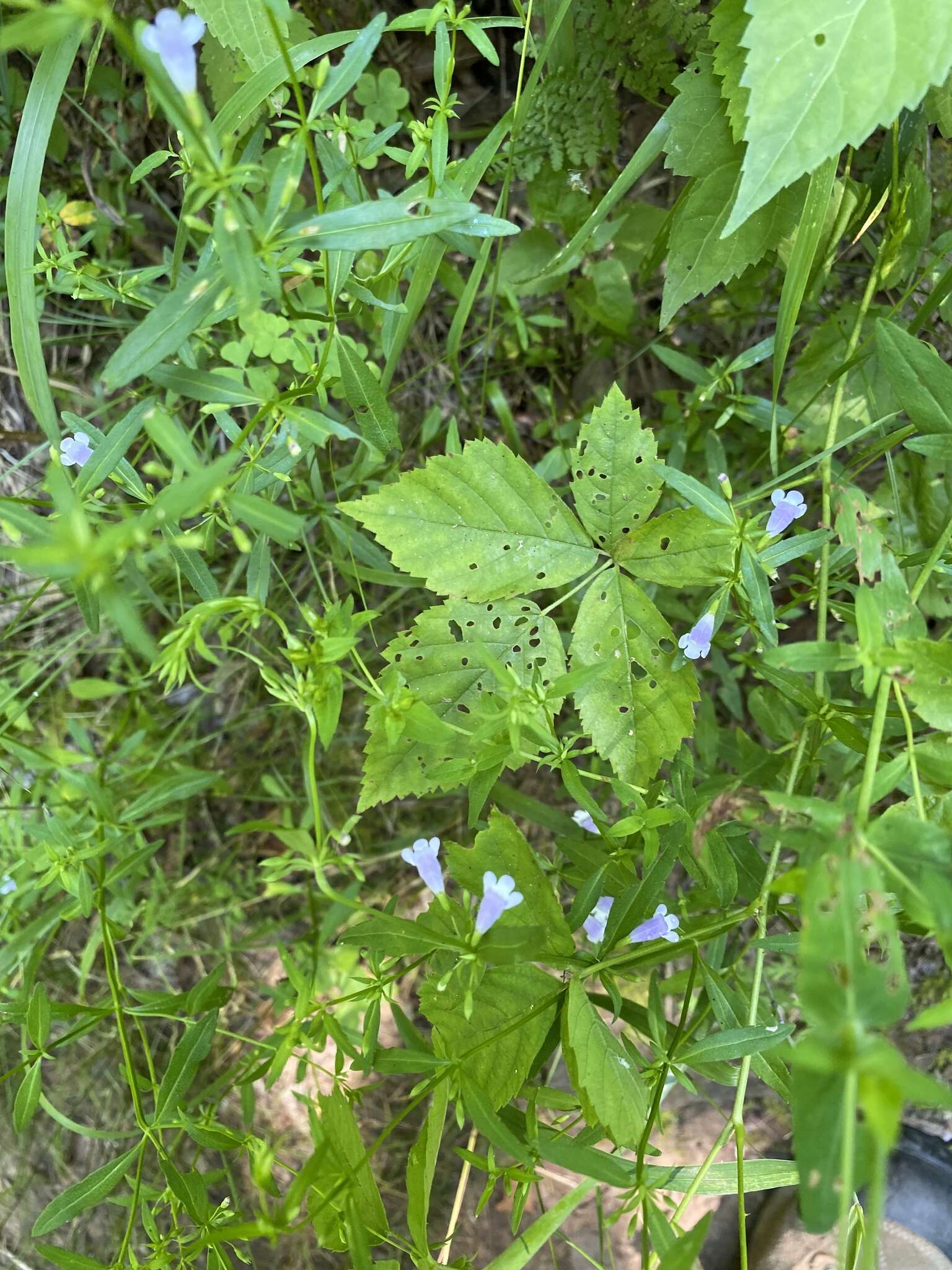 Clinopodium glabellum (Michx.) Kuntze的圖片