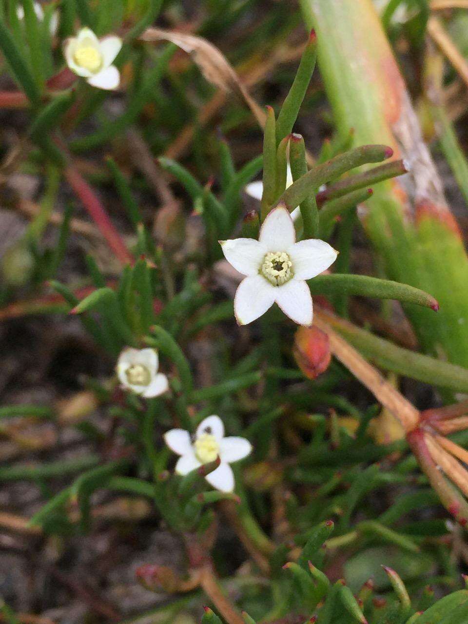 Image of Acrosanthes teretifolia Eckl. & Zeyh.