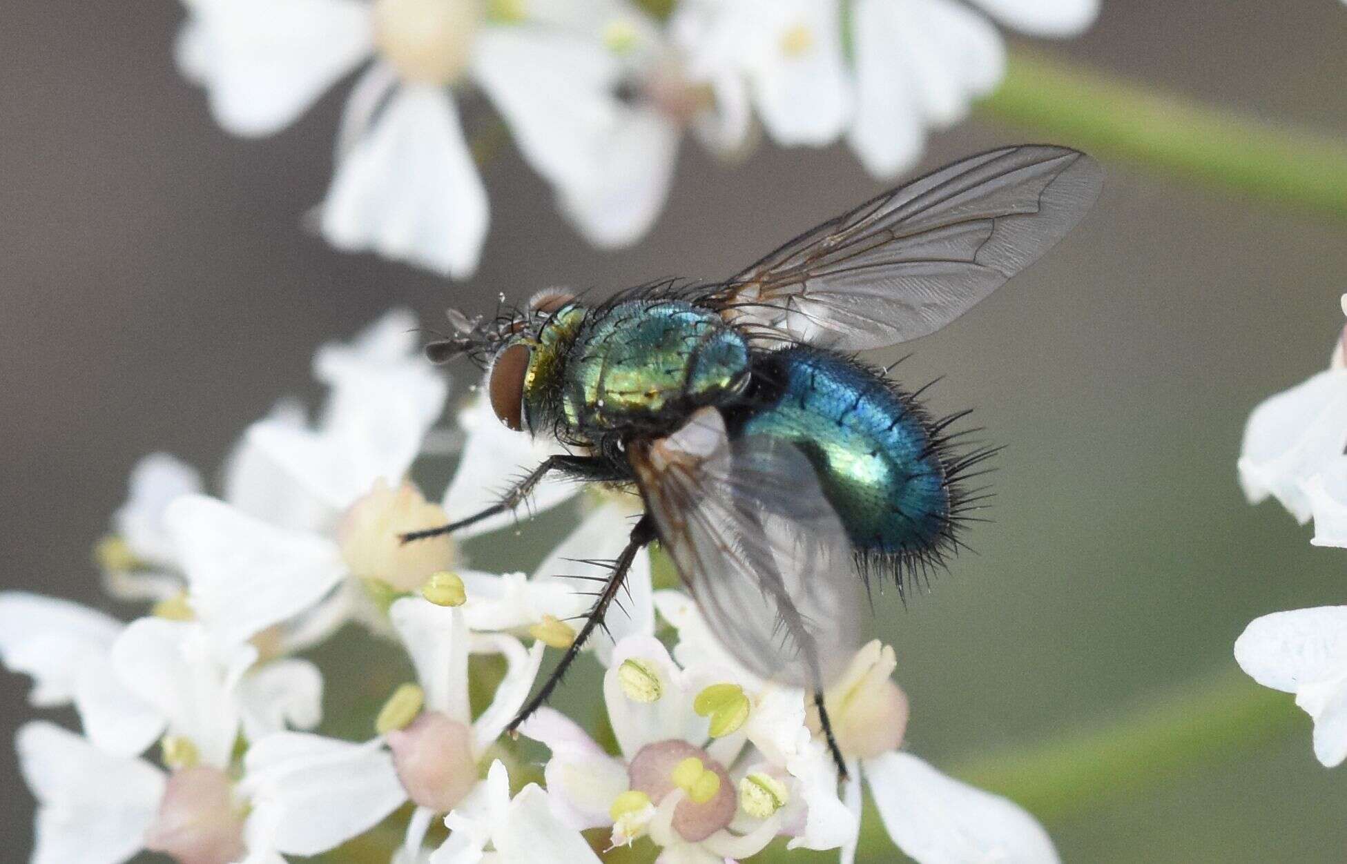 Image of Chrysosomopsis aurata (Fallén 1820)