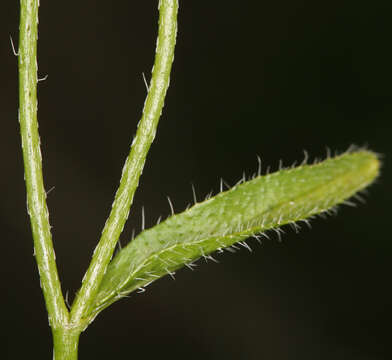 Image of bushloving cryptantha