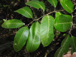 Image of Mischocarpus pyriformis (F. Müll.) Radlk.