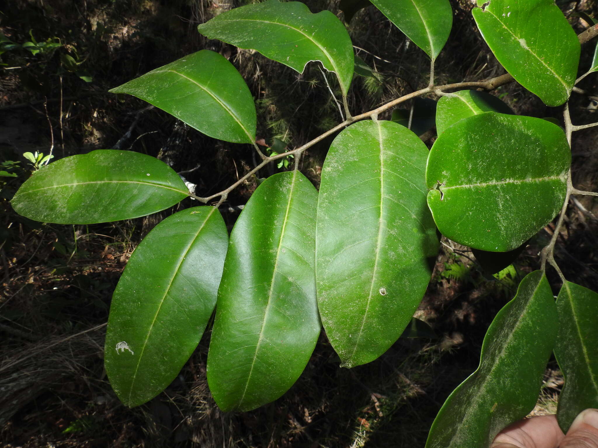 Image of Mischocarpus pyriformis (F. Müll.) Radlk.