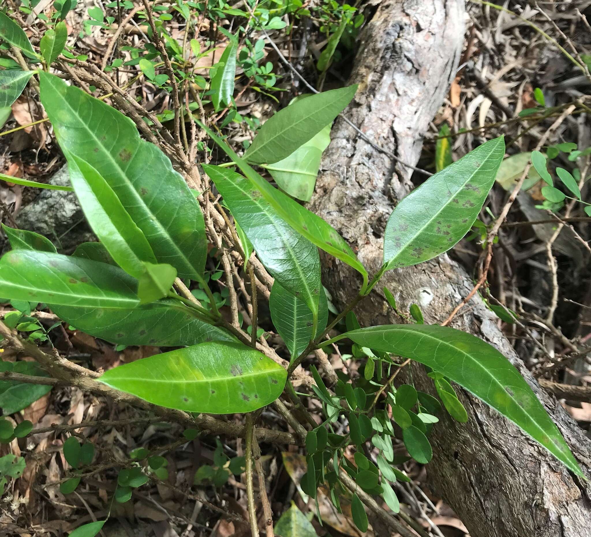 Image of Gymnanthera oblonga (Burm. fil.) P. S. Green