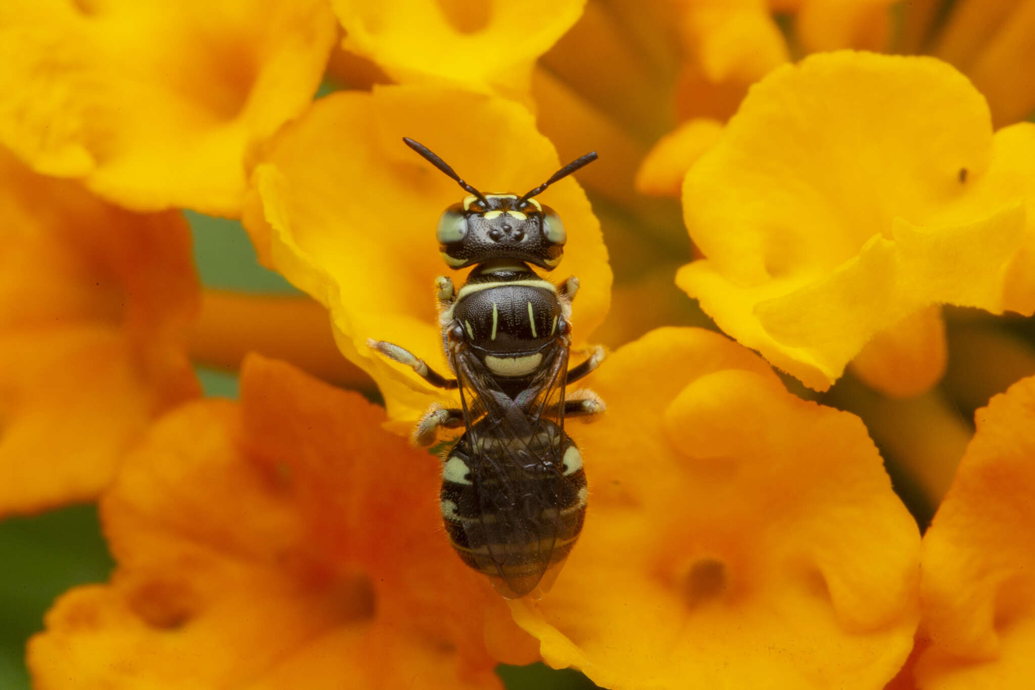 Image of Ceratina lieftincki van der Vecht 1952