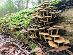 Image of Hypholoma australianum Redhead 2014