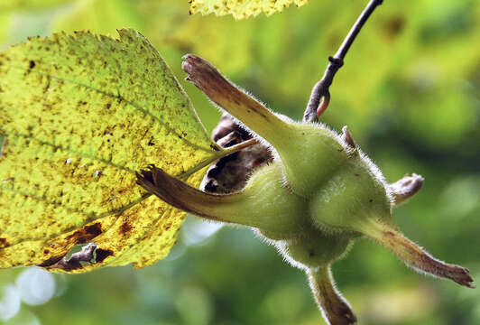 Image of Corylus sieboldiana Blume