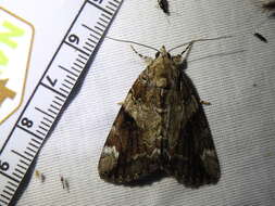 Image of Little Nymph Underwing