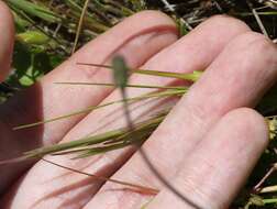 Слика од Erodium brachycarpum (Godr.) Thellung