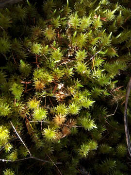 Image of Pulchrinodus inflatus B. H. Allen 1987