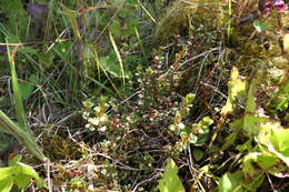 Imagem de Epilobium gracilipes T. Kirk