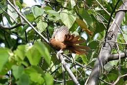 Image of MacKinlay's Cuckoo-Dove