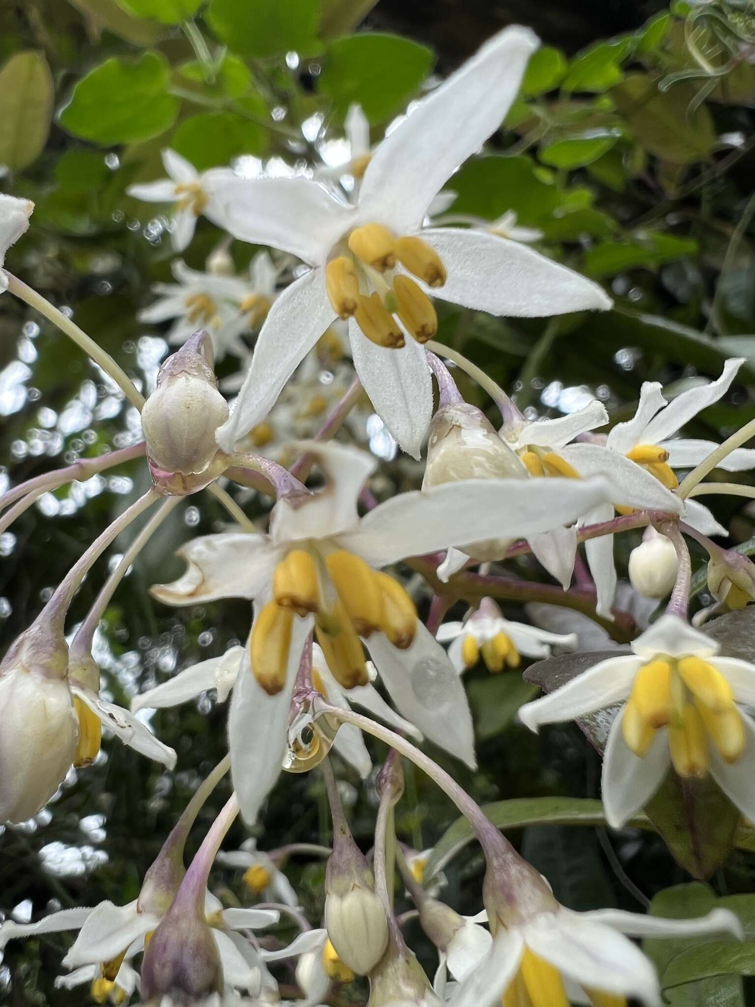 Image of Solanum luculentum C. V. Morton ex S. Knapp