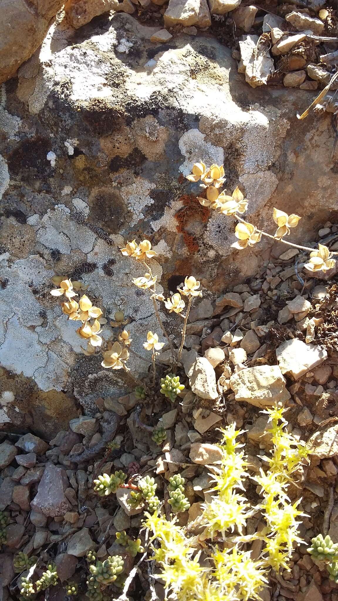 Image of willowleaf frostweed