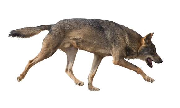 Image of Canis lupus signatus