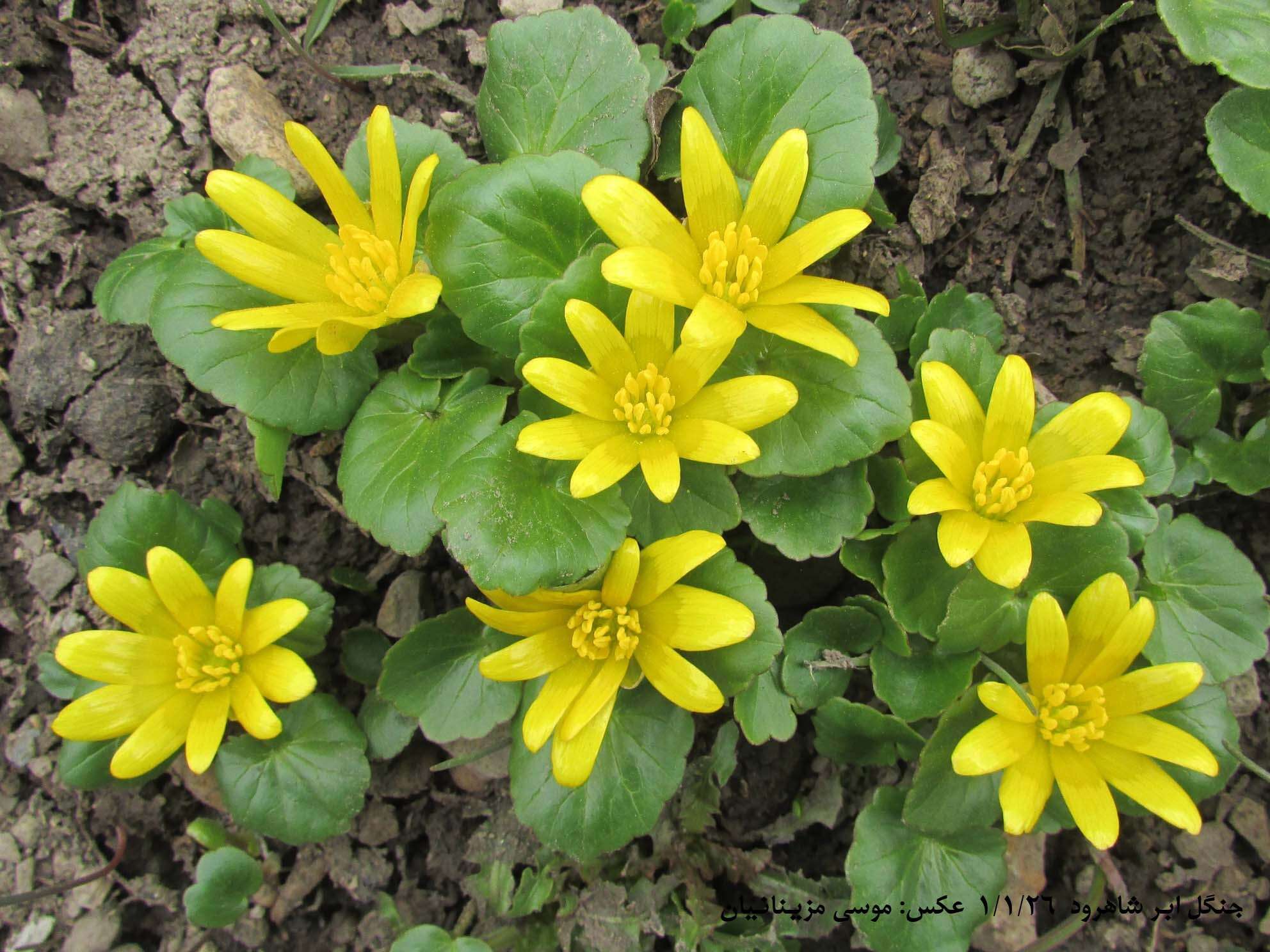 Image of Ficaria kochii (Ledeb.) Iranshahr & Rech. fil.