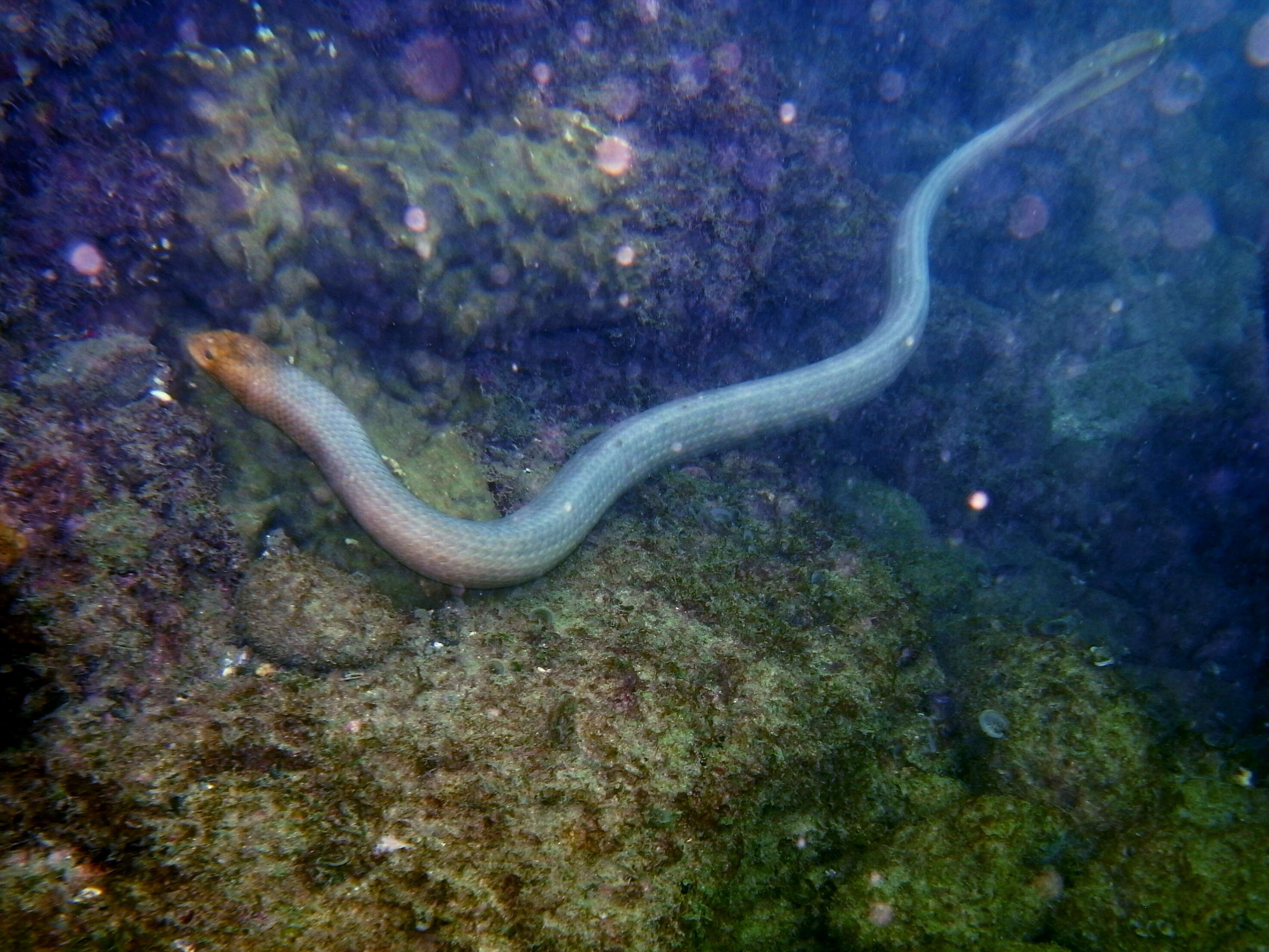 Image of Olive Sea Snakes