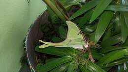 Image of Mexican Moon Moth