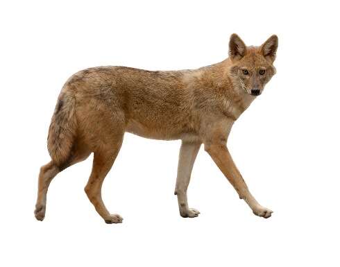 Image of golden jackal