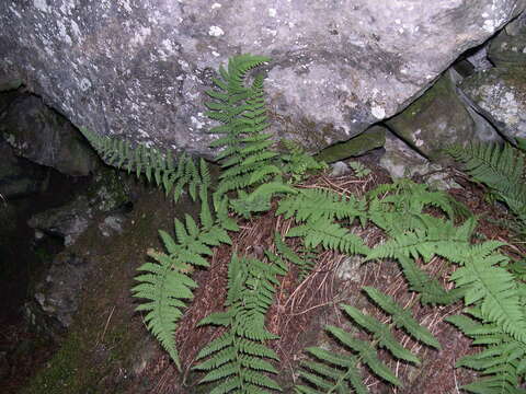 Plancia ëd Dryopteris mindshelkensis N. Pavl.