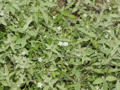 صورة Stellaria vestita Kurz