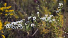 Image of hairy white oldfield aster