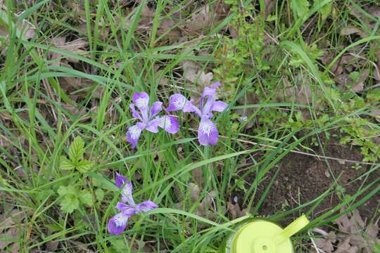 Image of toughleaf iris