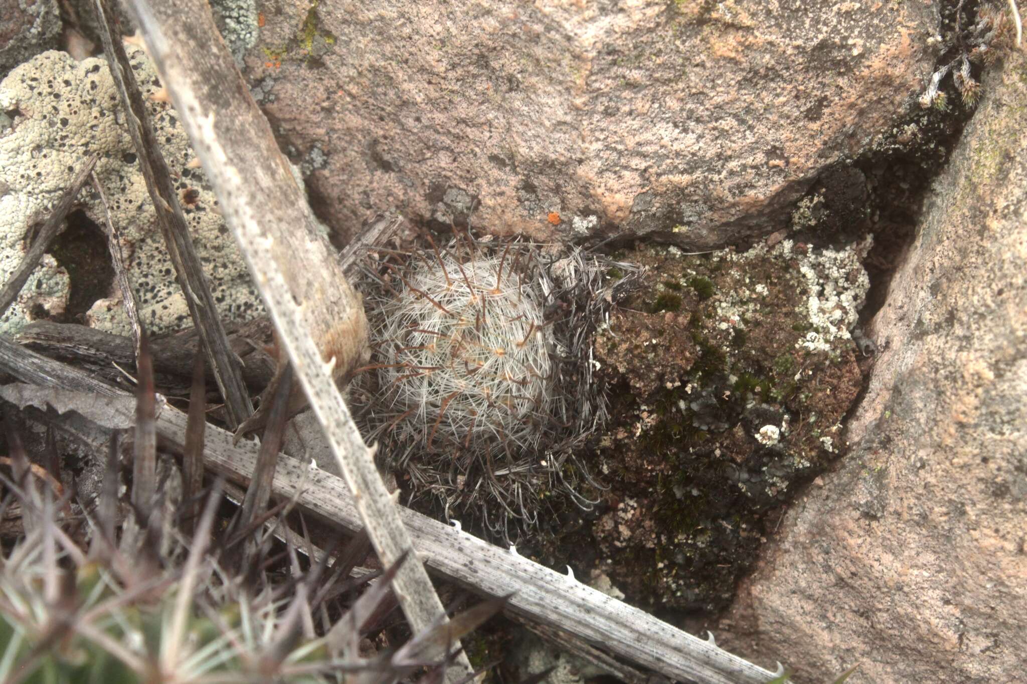 Image of Mammillaria jaliscana subsp. zacatecasensis (Shurly) D. R. Hunt