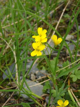 Image of Draba scabra C. A. Mey.