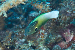 Image of Allen's tubelip wrasse