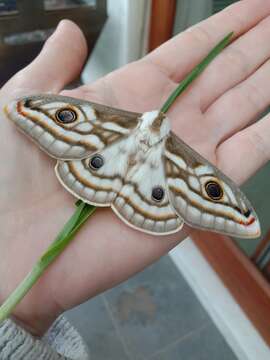 Image of Apollo Marbled Emperor