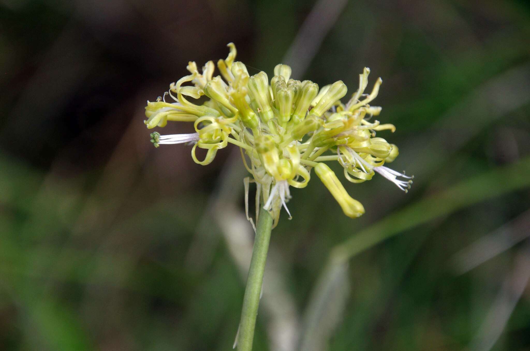 Imagem de Drimia sphaerocephala Baker