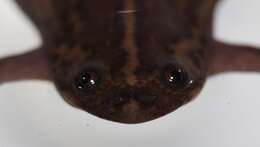 Xenopus gilli Rose & Hewitt 1927 resmi