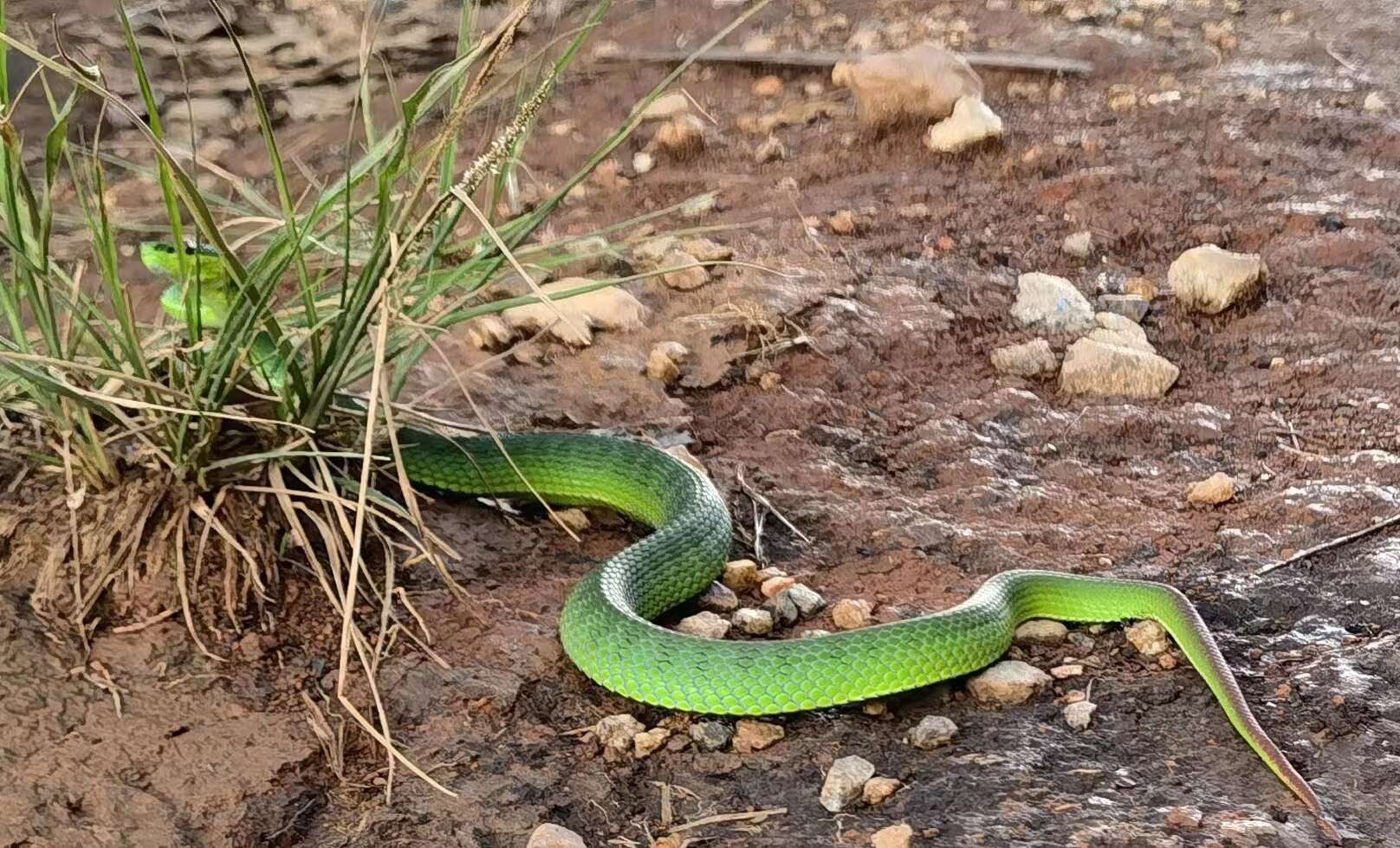 Image of Trimeresurus guoi Chen, Shi, Vogel & Ding 2021