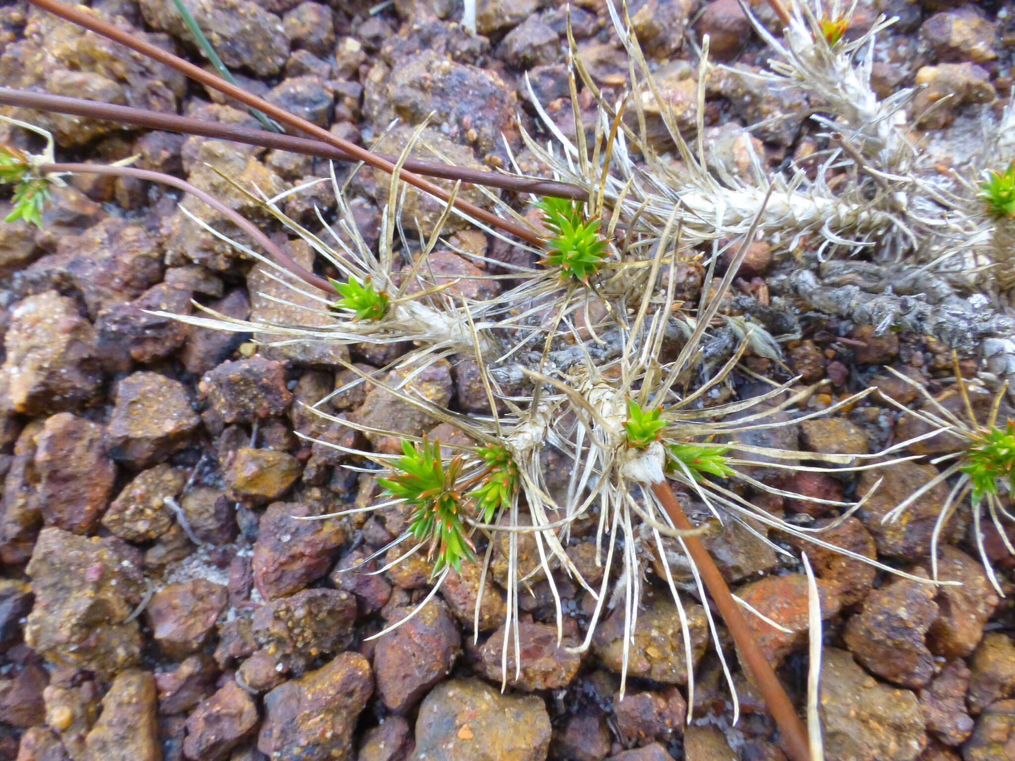 Image of Adenogramma rigida (Bartl.) Sond.