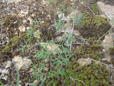 Image of sixweeks prairie clover