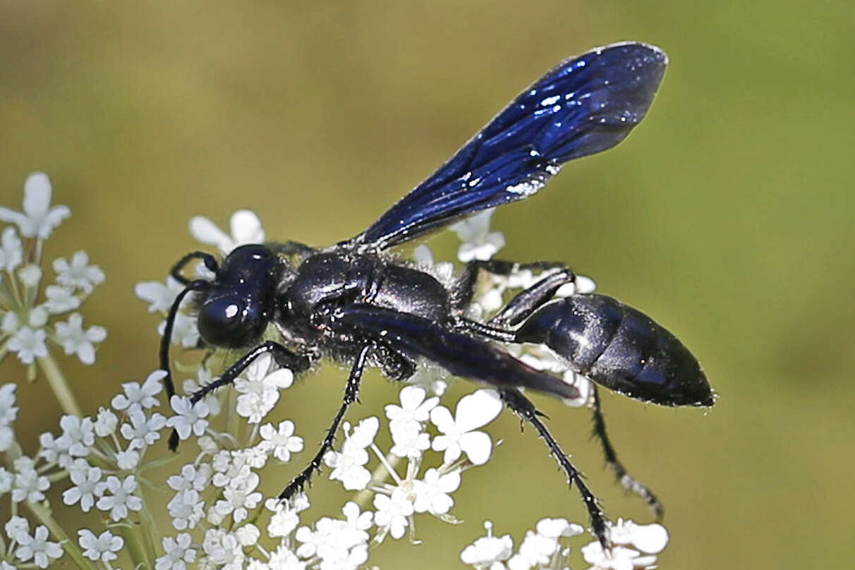 Isodontia philadelphica (Lepeletier de Saint Fargeau 1845)的圖片