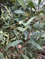 Image of Pincushion hakea