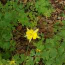 Image of Hinckley's golden columbine