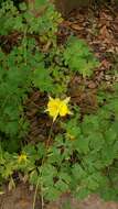 Image of Hinckley's golden columbine