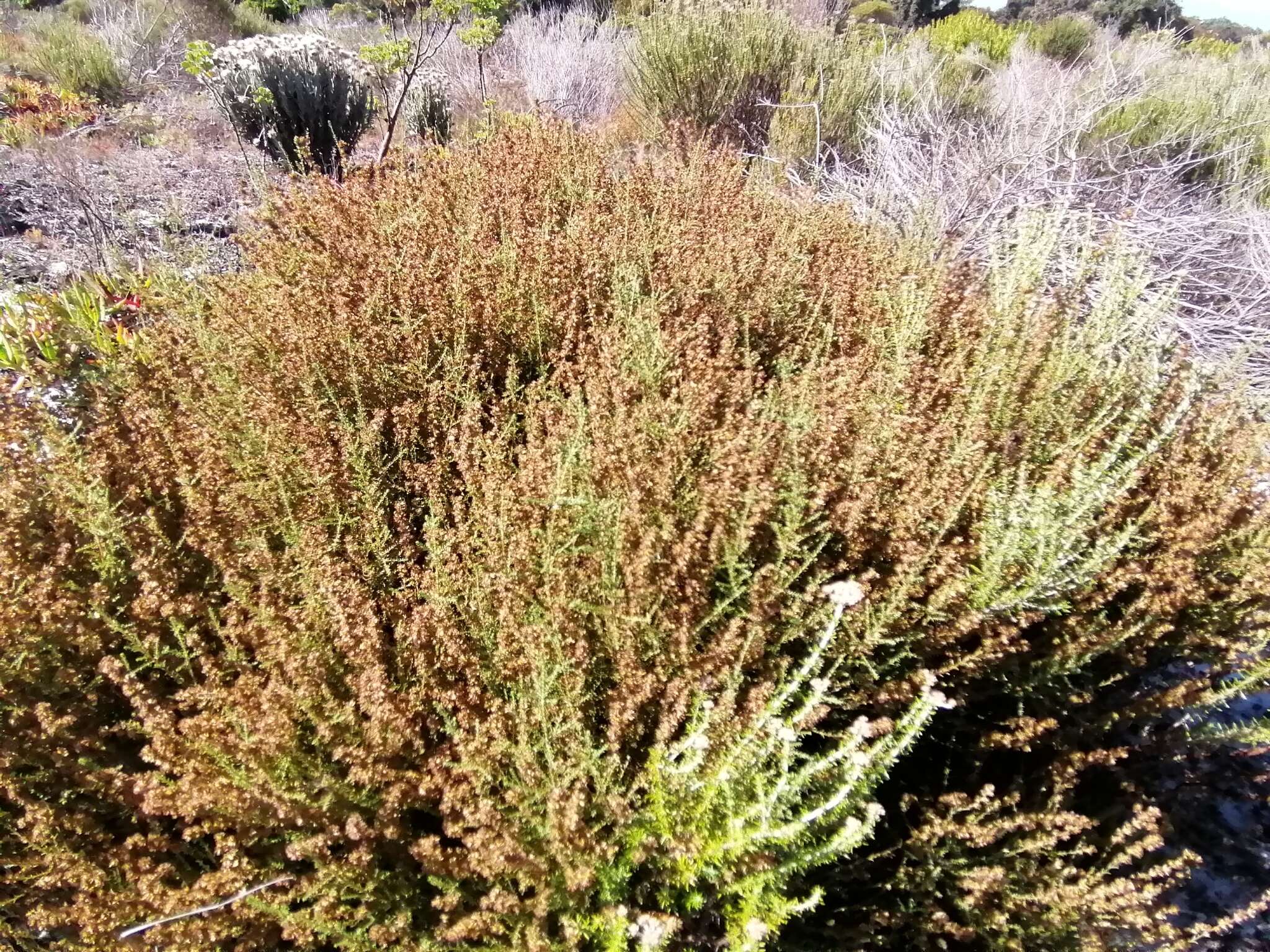 Imagem de Elytropappus gnaphaloides (L. fil.) Levyns